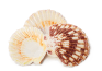 sea-shell sea-shell